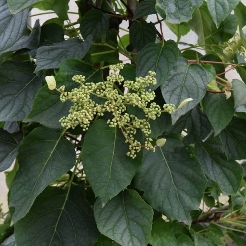 Schizophragma hydrangeoides 'Moonlight' 80-100 cm